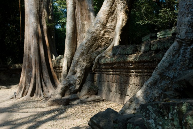 _CHI4411.jpg - kräftige bäume überwuchsen die tempel